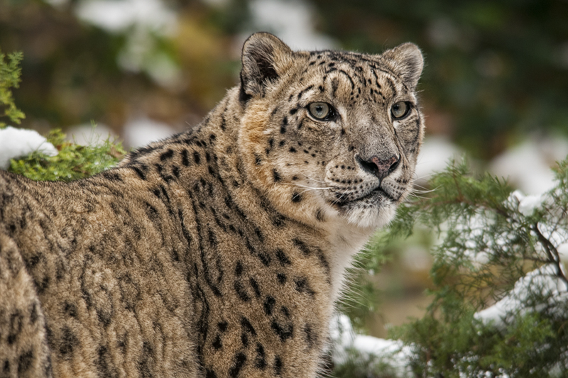 leopardo_nevi_neve02.jpg
