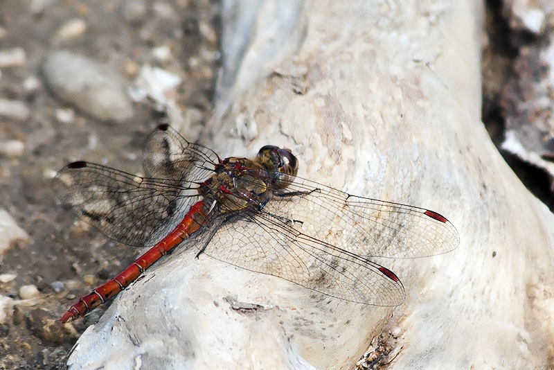 libellula.jpg