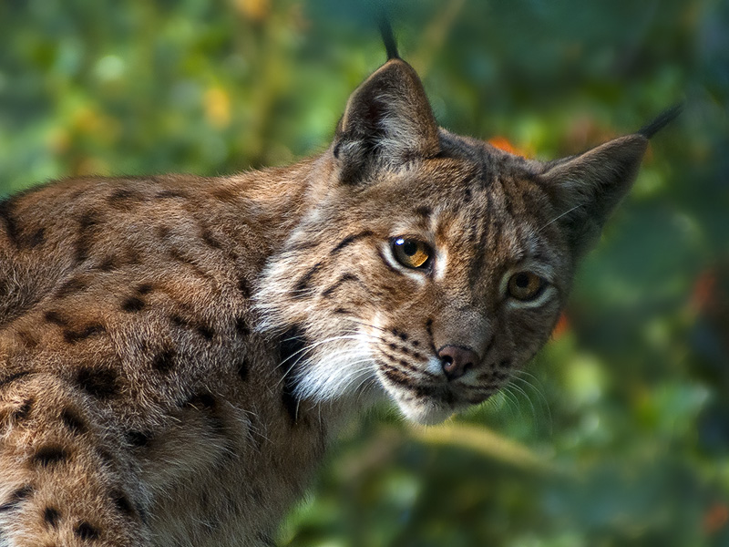 lince02.jpg