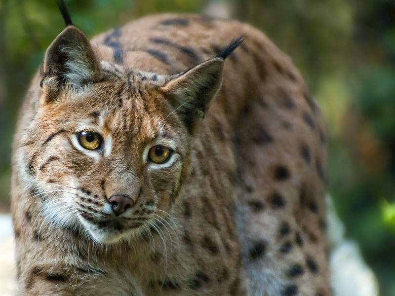 lince03.jpg