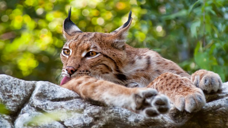 lince08.jpg