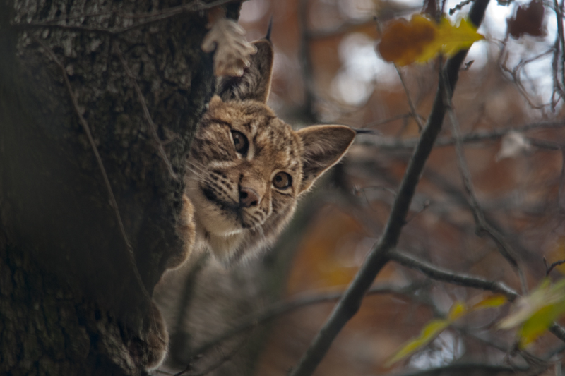 lince10.jpg