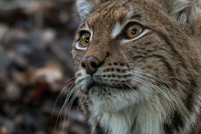 lince13.jpg