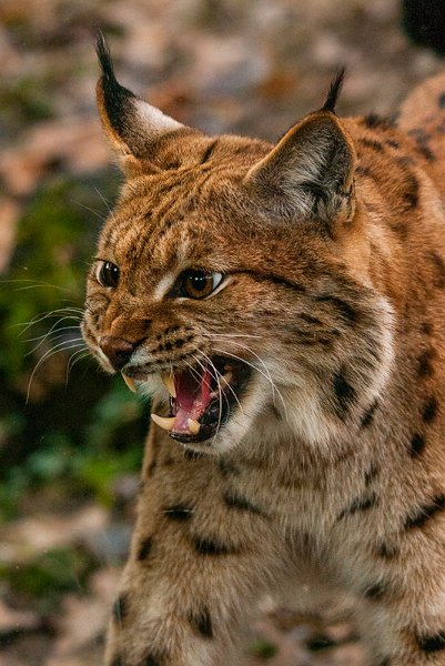 lince16.jpg