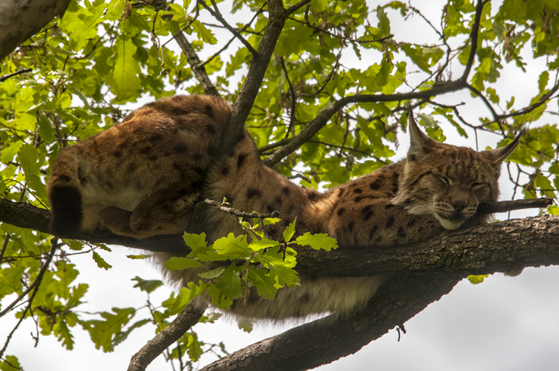 lince19.jpg