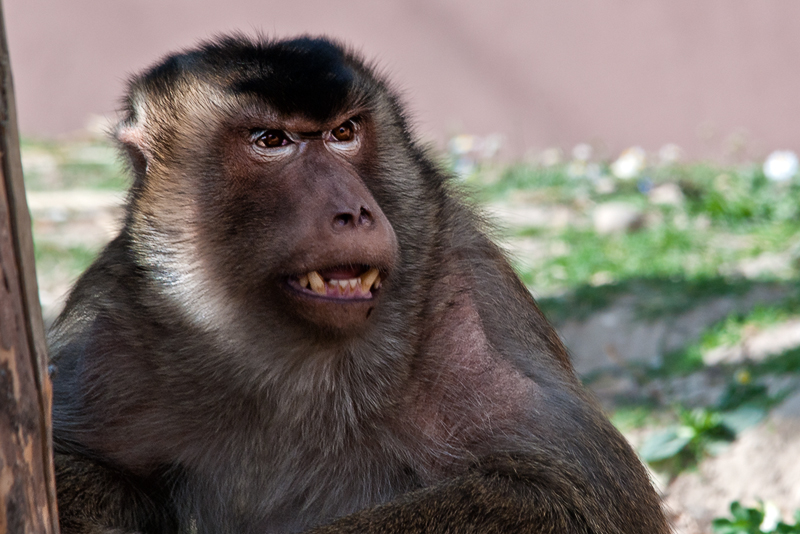macaco02.jpg
