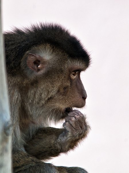macaco03.jpg