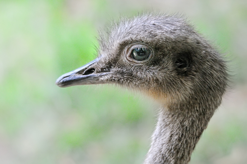 nandu01.jpg