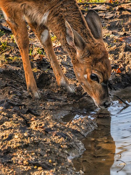 nyala01.jpg