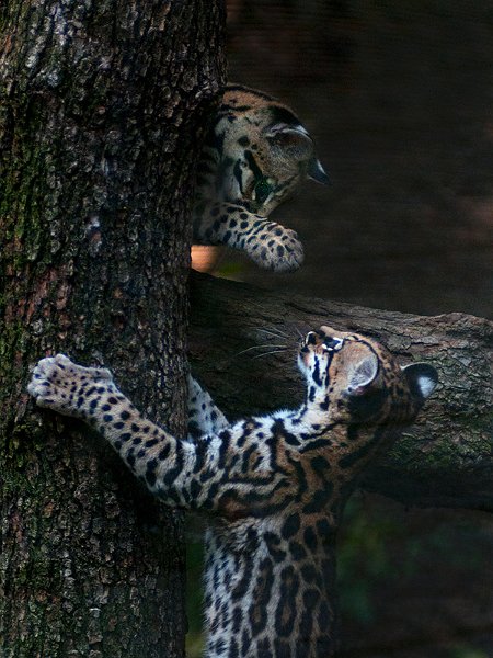 ocelot.jpg