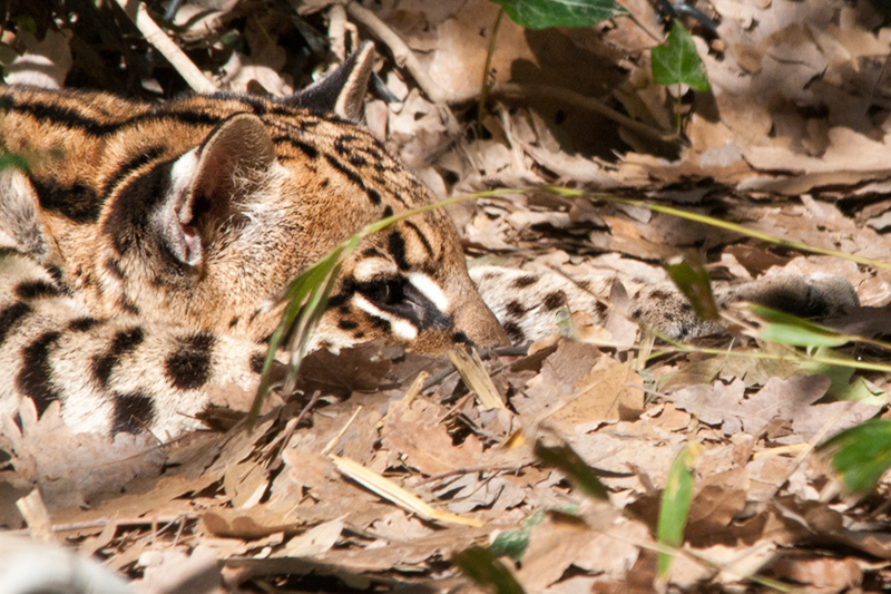 ocelot03.jpg