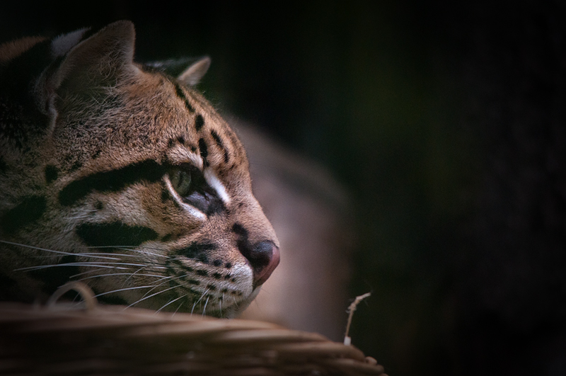 ocelot04.jpg