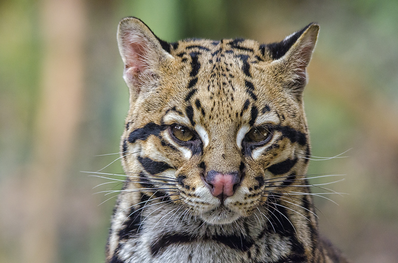 ocelot07.jpg