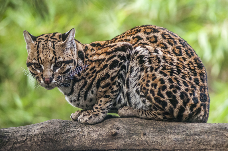 ocelot09.jpg
