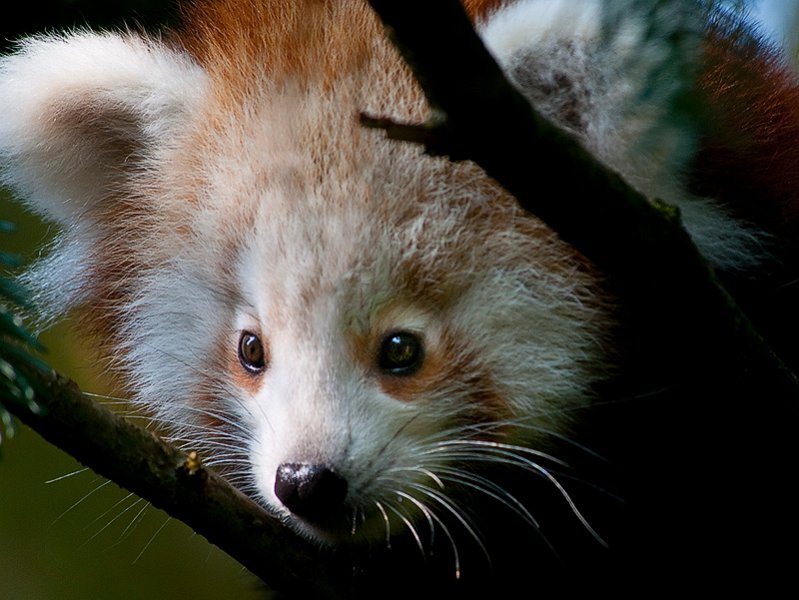 panda_r02.jpg