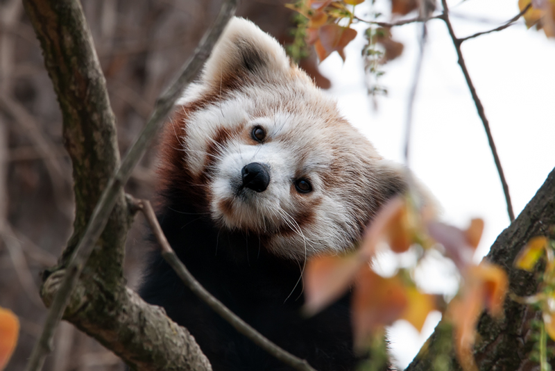 panda_r06.jpg