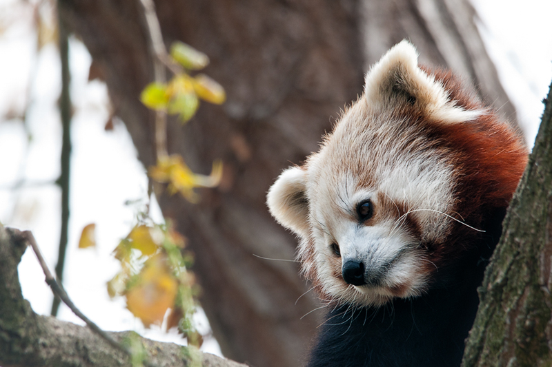 panda_r07.jpg