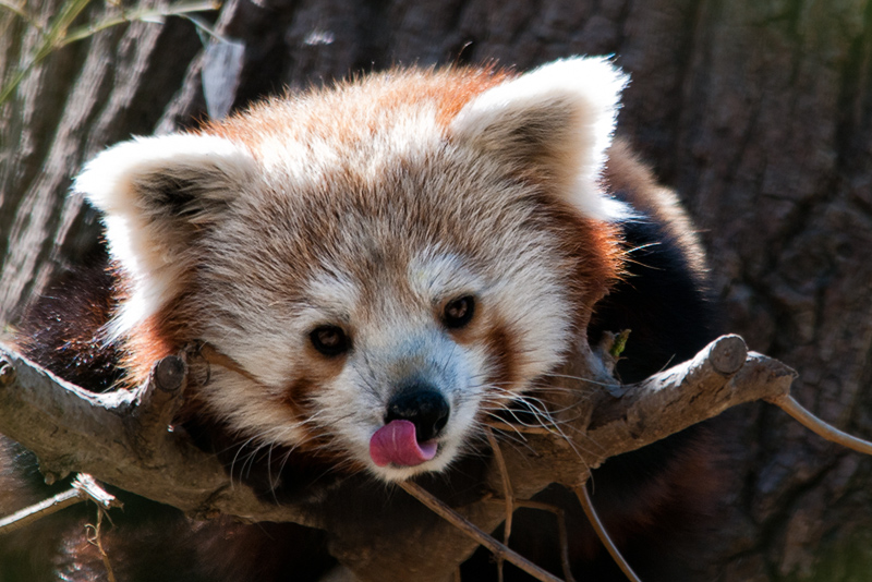panda_r08.jpg