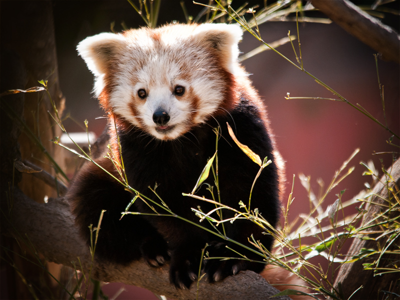 panda_r09.jpg