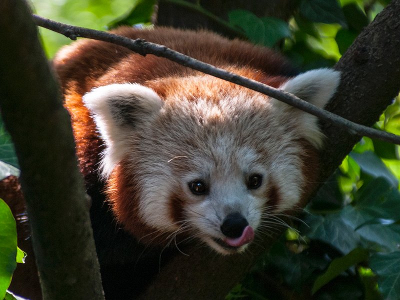 panda_r12.jpg