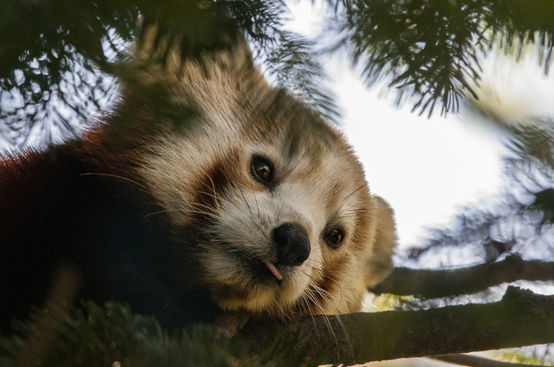 panda_r15.jpg