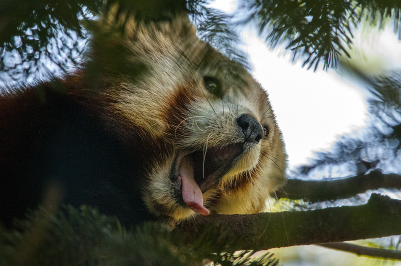 panda_r16.jpg