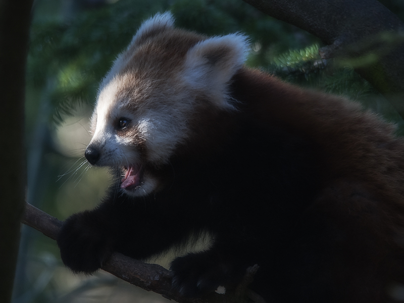 panda_r18.jpg