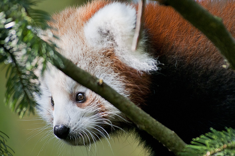 panda_r_01.jpg