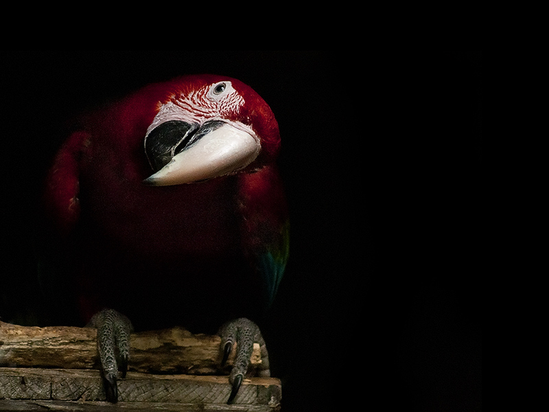 pappagallo_red01.jpg