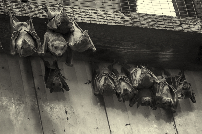 pipistrelli01.jpg