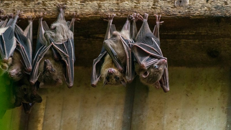 pipistrelli02.jpg