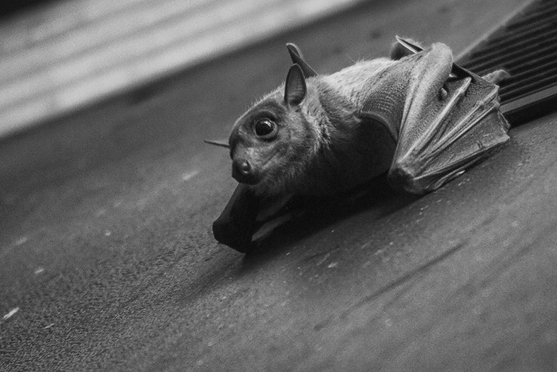 pipistrello01.jpg