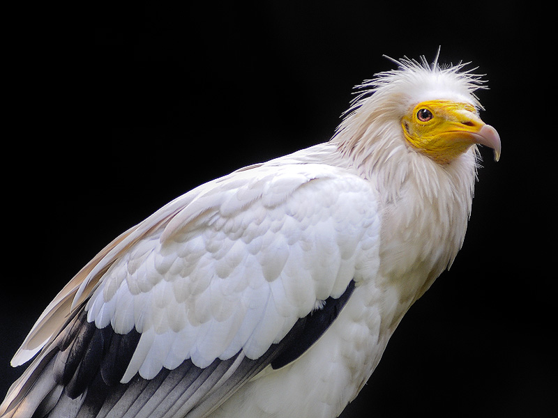 rapace02.jpg
