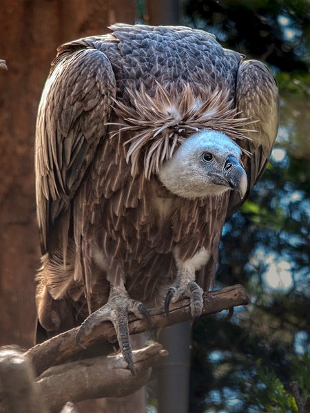 rapace03.jpg