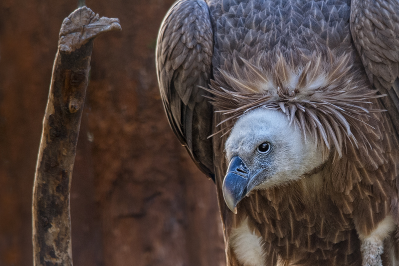 rapace04.jpg