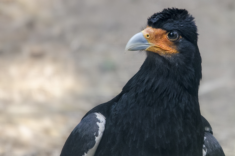 rapace05.jpg