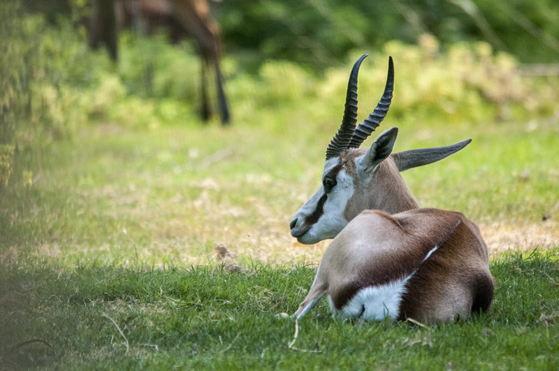 sitatunga001.jpg