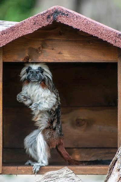 tamarino08.jpg