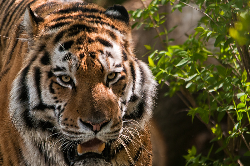 tigre005.jpg