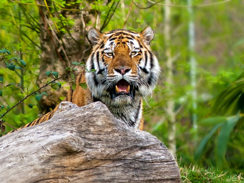 tigre006.jpg
