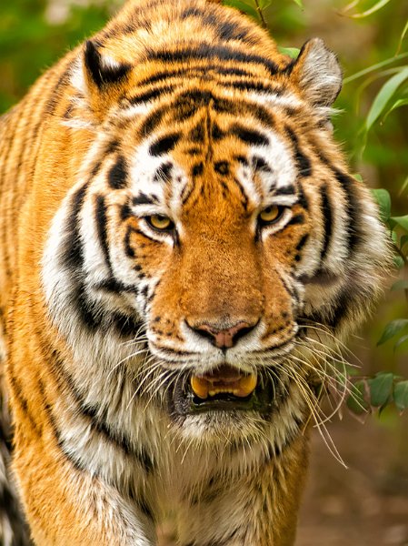 tigre007.jpg