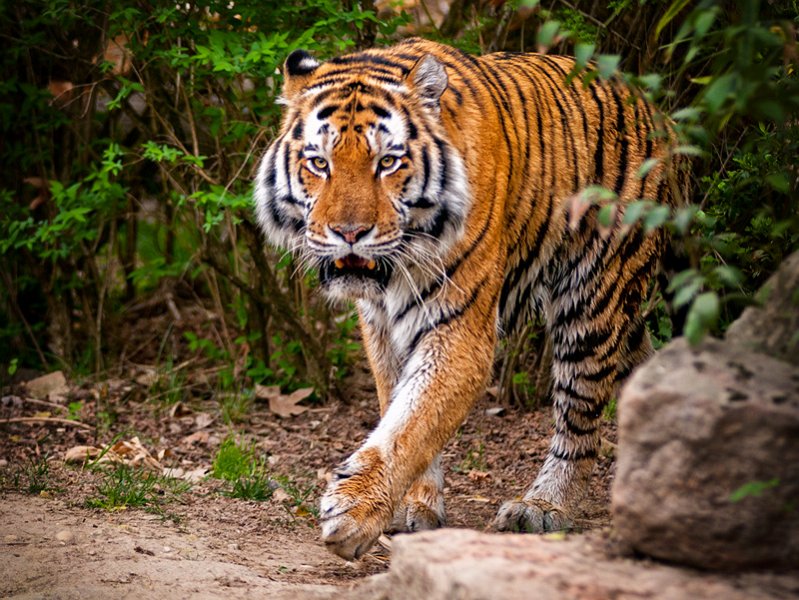 tigre009.jpg