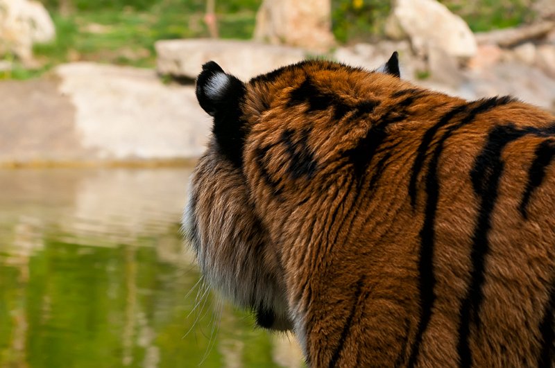 tigre010.jpg