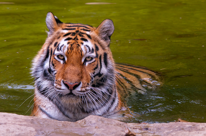 tigre011.jpg