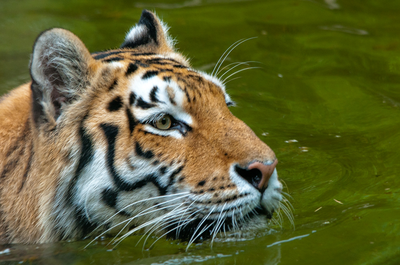 tigre012.jpg