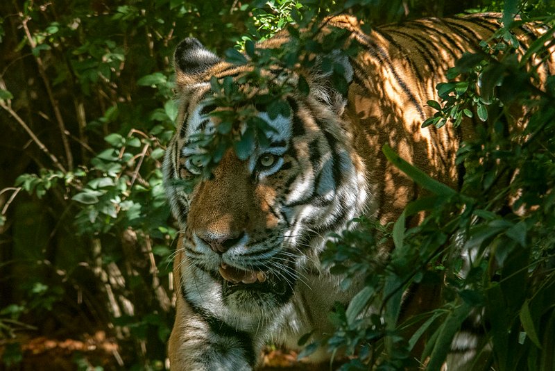 tigre014.jpg