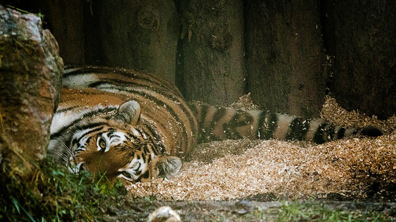 tigre018.jpg