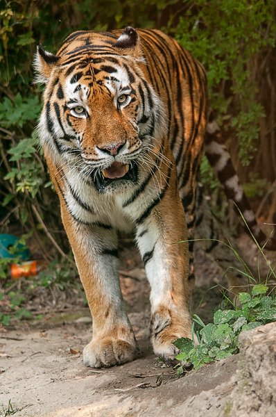 tigre023.jpg
