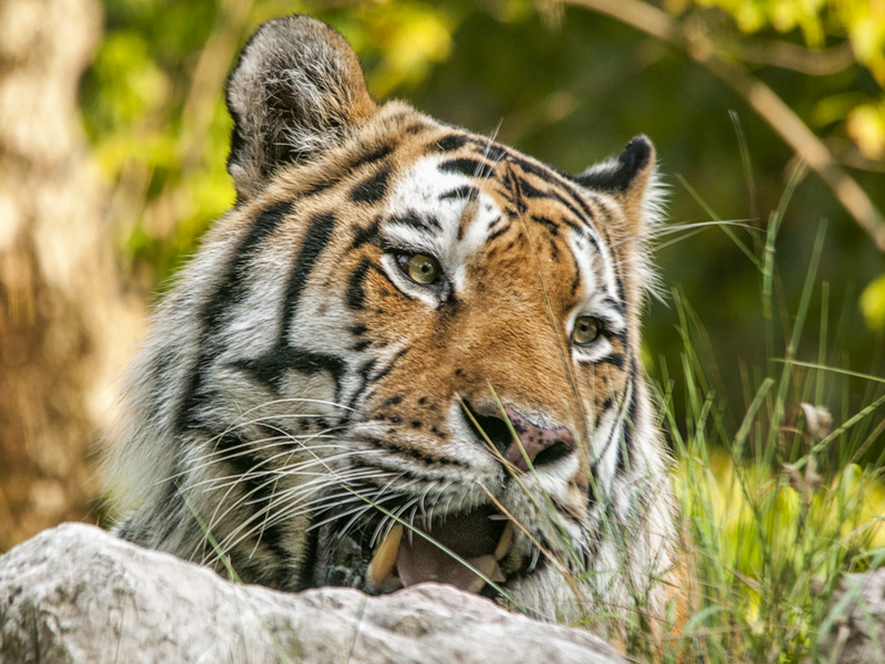 tigre024.jpg