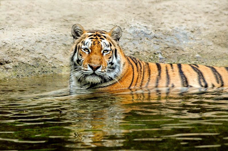 tigre_a_mollo01.jpg